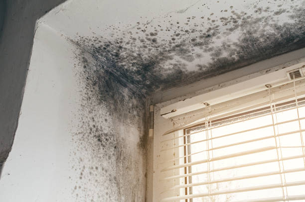 Trusted Commercial Mold Remediation service in Lorton, VA - Cheap Mold Removal