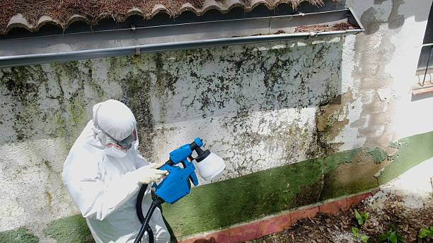 Trusted Attic Mold Removal service in Lorton, VA - Cheap Mold Removal